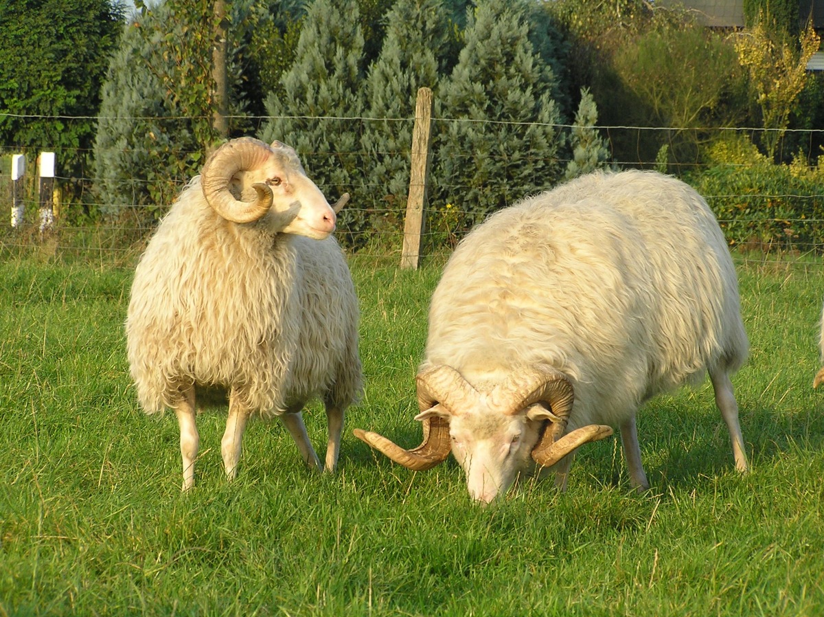 Grüne Woche 2014: 5. Bundesschau Landschafe mit 30 Rassen (FOTO)