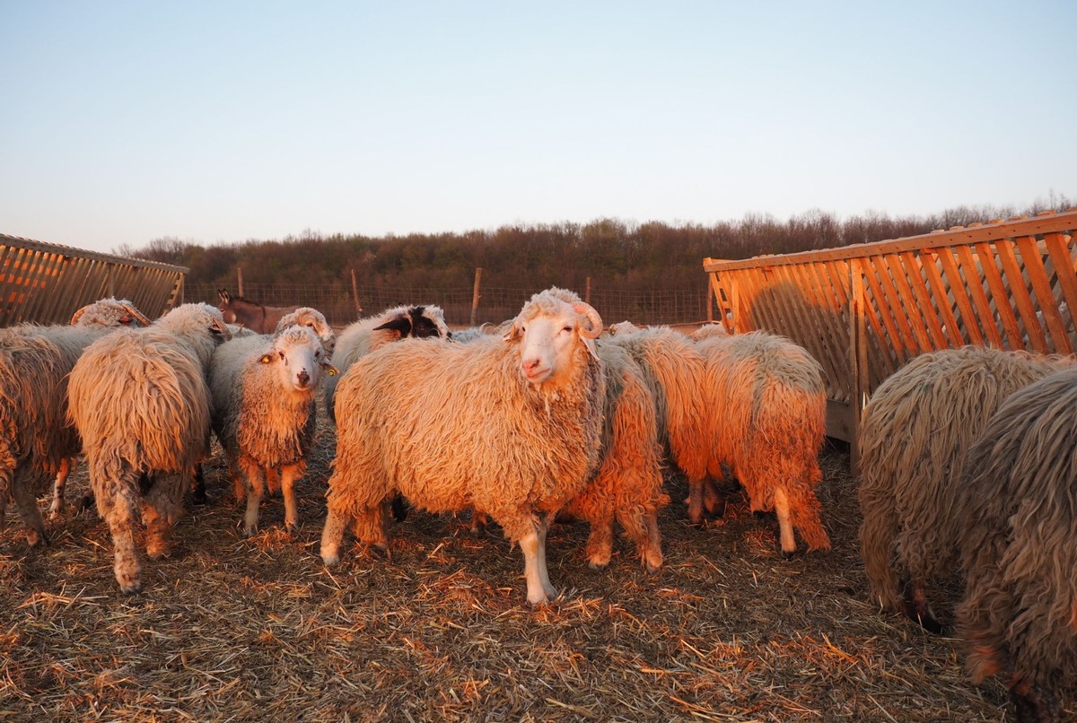 Après la mort de 14&#039;000 moutons à la suite d&#039;un naufrage un nouveau rapport révèle de graves manquements lors des transports d&#039;animaux vivants en Roumanie