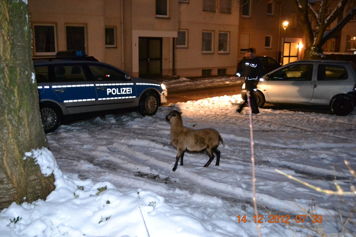 POL-HOL: Tierischer Einsatz in Holzminden - Kolk: &quot;Ausgebüchstes&quot; Schaf eingefangen - Schaf von Weide am Ziegeleiweg ausgebrochen -