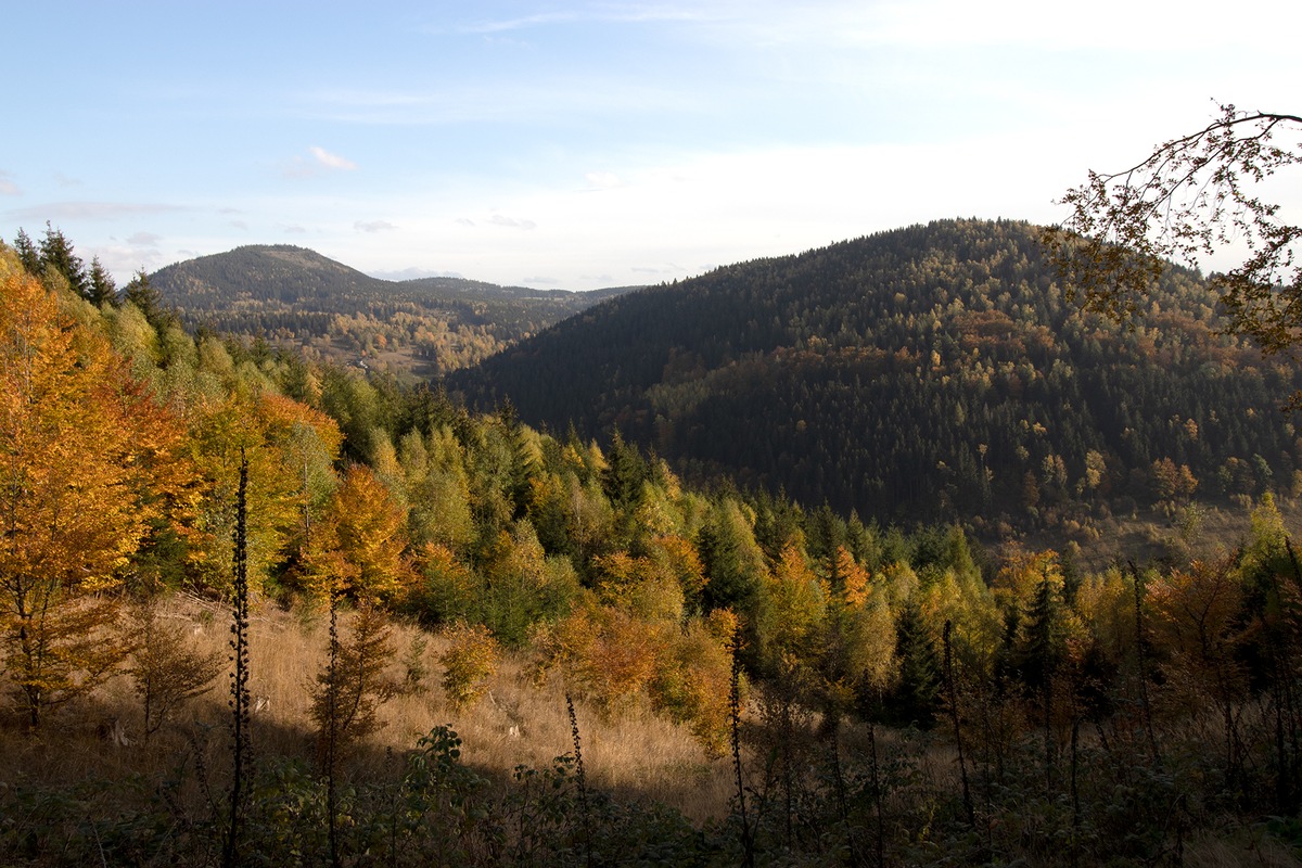 Umweltstiftung Greenpeace und Bergwaldprojekt e.V. kaufen 200 Hektar Wald für naturnahe Waldnutzung