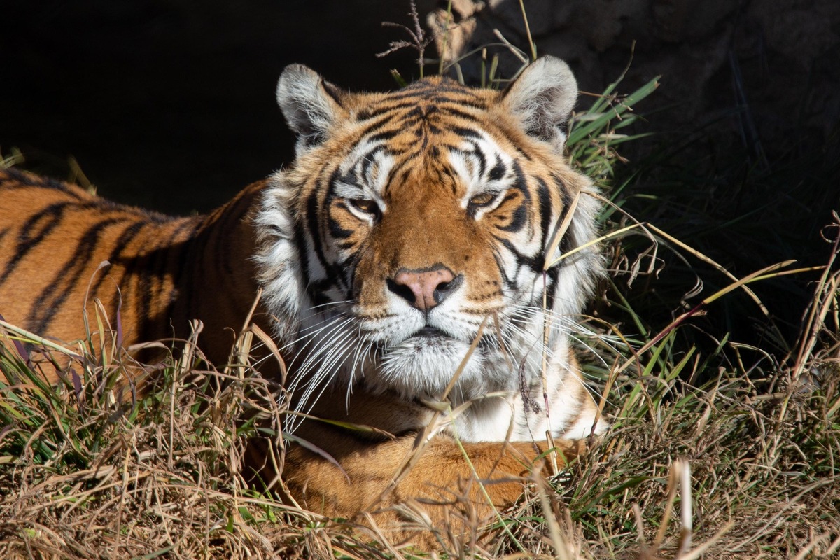 Ehemalige «Train Tigers» haben sich in neuem Zuhause eingelebt