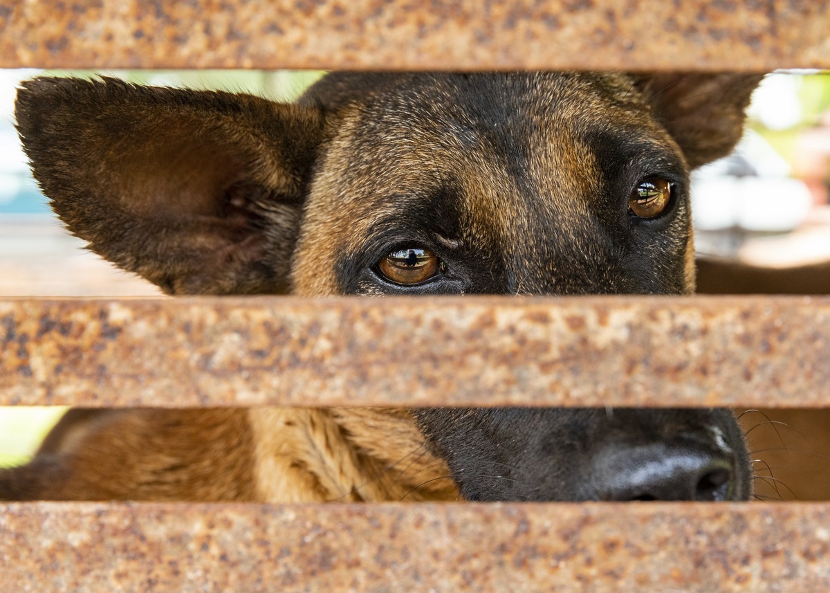 QUATRE PATTES fait fermer un abattoir de chiens au Cambodge / Deux des chiens sauvés étaient enfermés depuis des années dans une minuscule cage