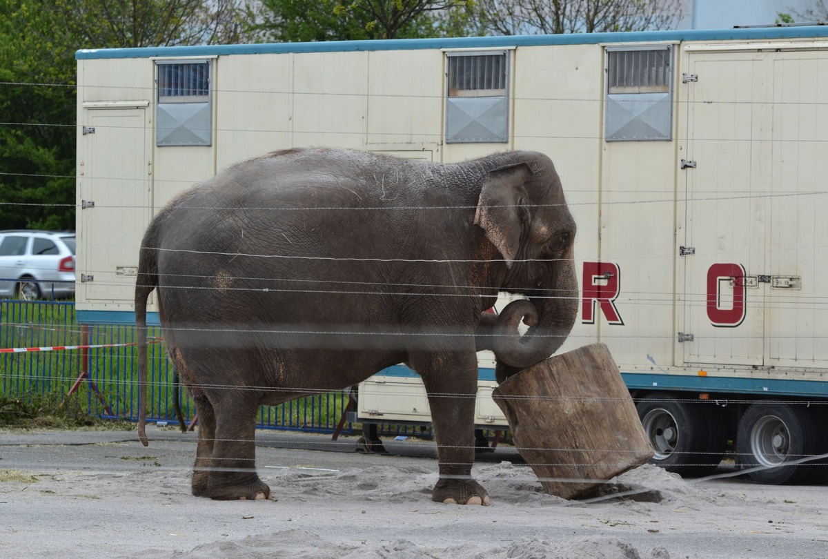 Zirkus in Tuttlingen: Das von OB Beck angestrebte Wildtierverbot passt nicht in eine aufgeklärte Gesellschaft