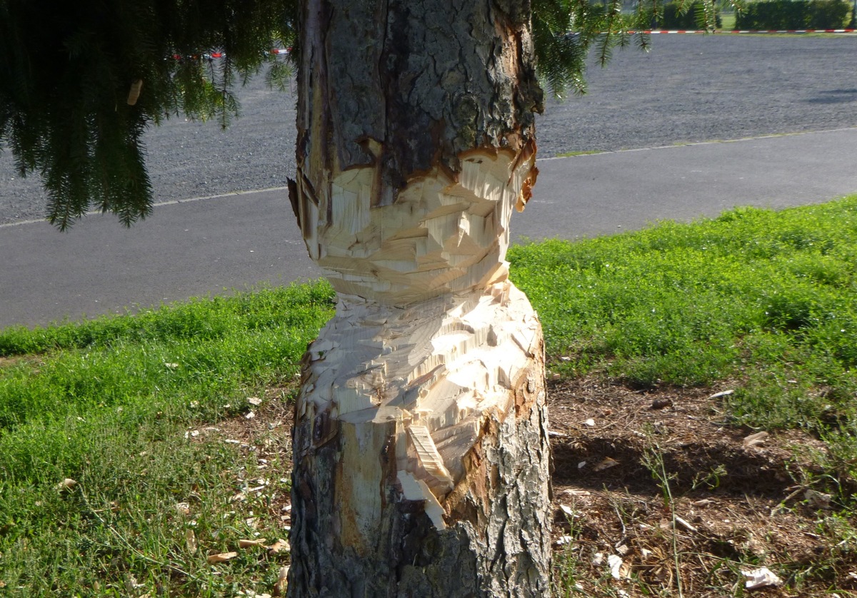 POL-WE: Wer beschädigte den Baum in Nidda? ++ Diebstahl in Burg-Gräfenrode ++ Lieferwagenfahrer beging Unfallflucht ++ Mountainbike in Bad Nauheim gefunden