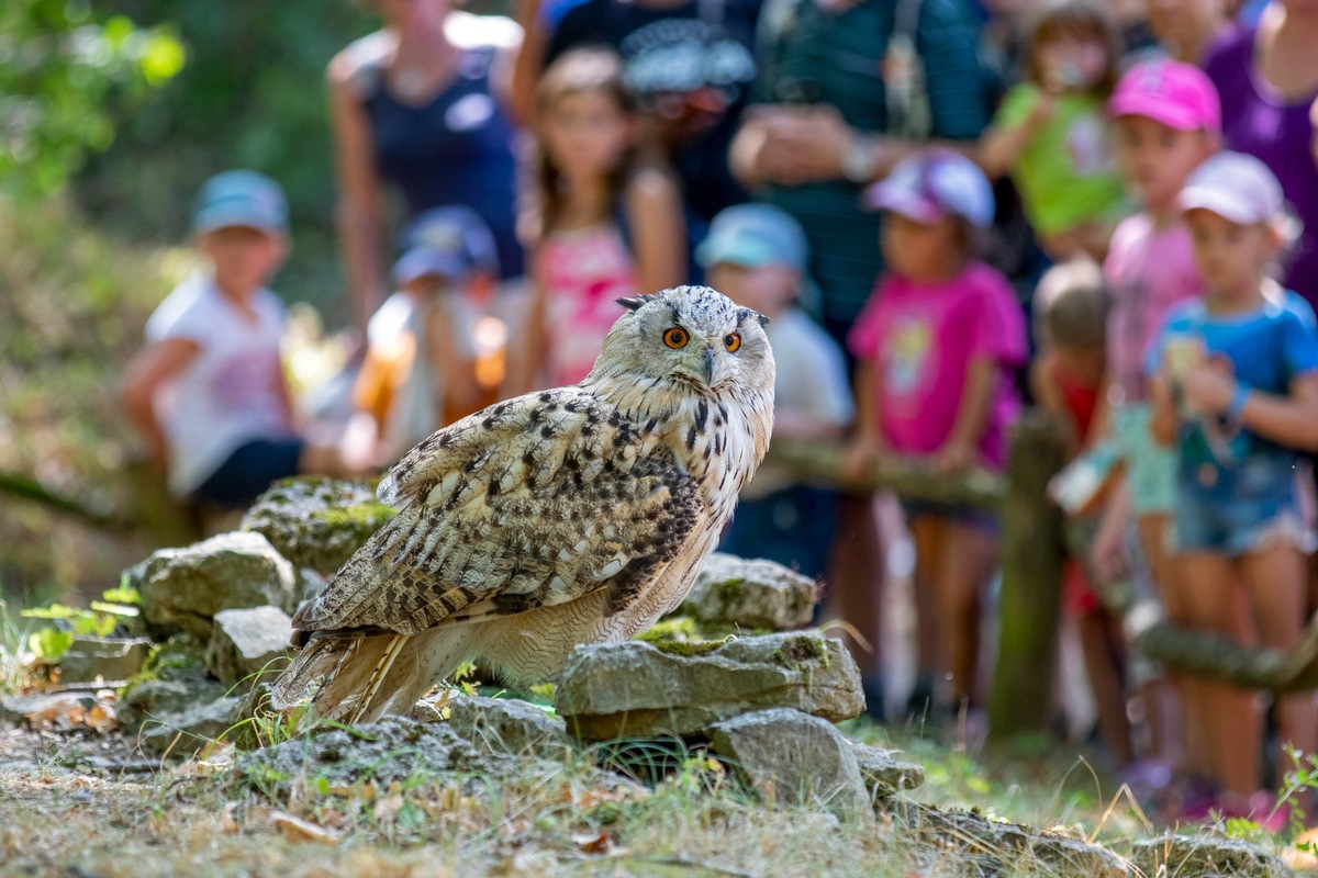 Greifvögel im Wildpark Bad Mergentheim erhalten neues Zuhause - Betreiber zimmern Vogelanlage aus aussortiertem Material