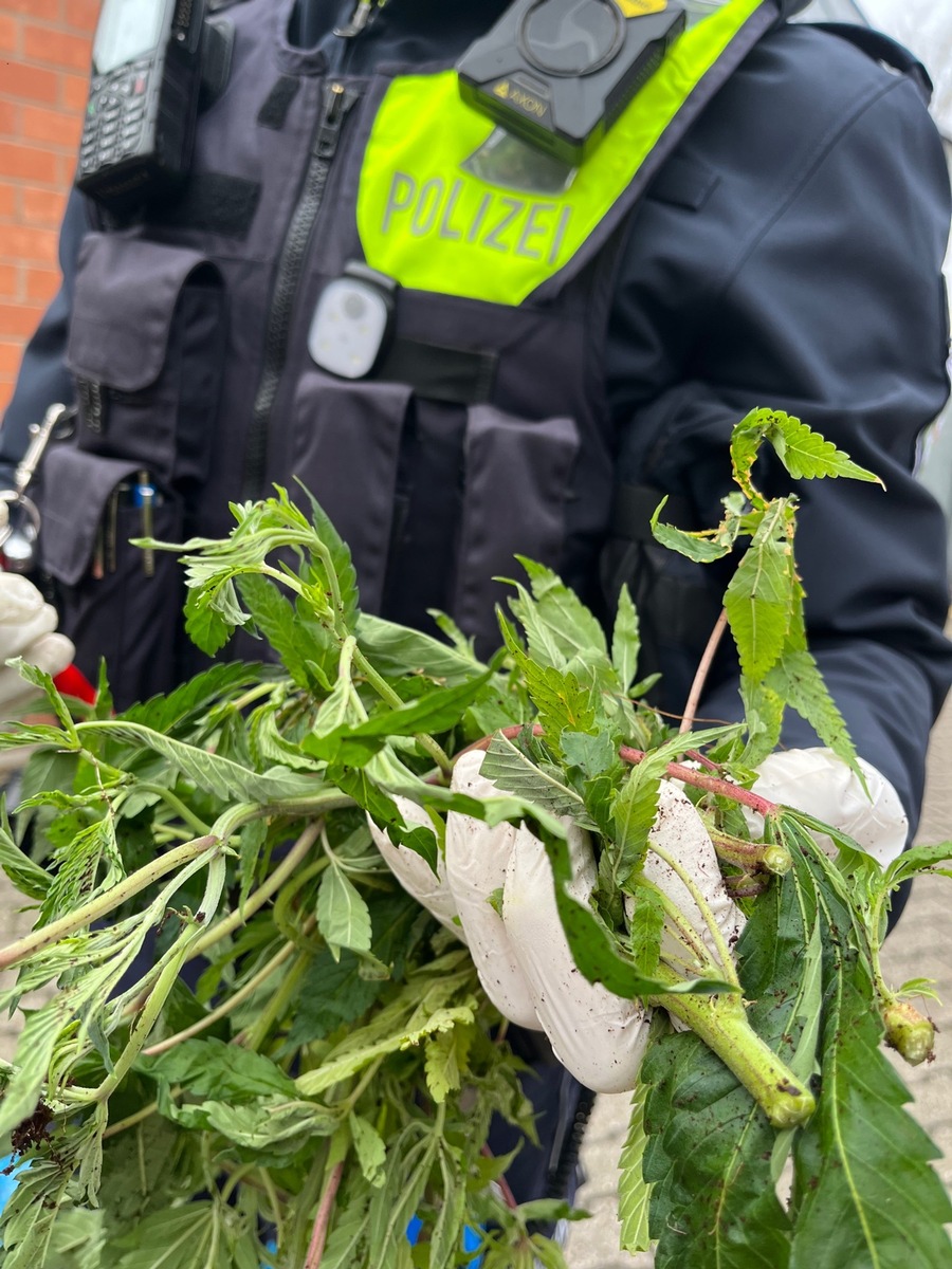 POL-ME: Säcke voller Cannabis-Pflanzen entdeckt: Polizei ermittelt - Langenfeld - 2412023