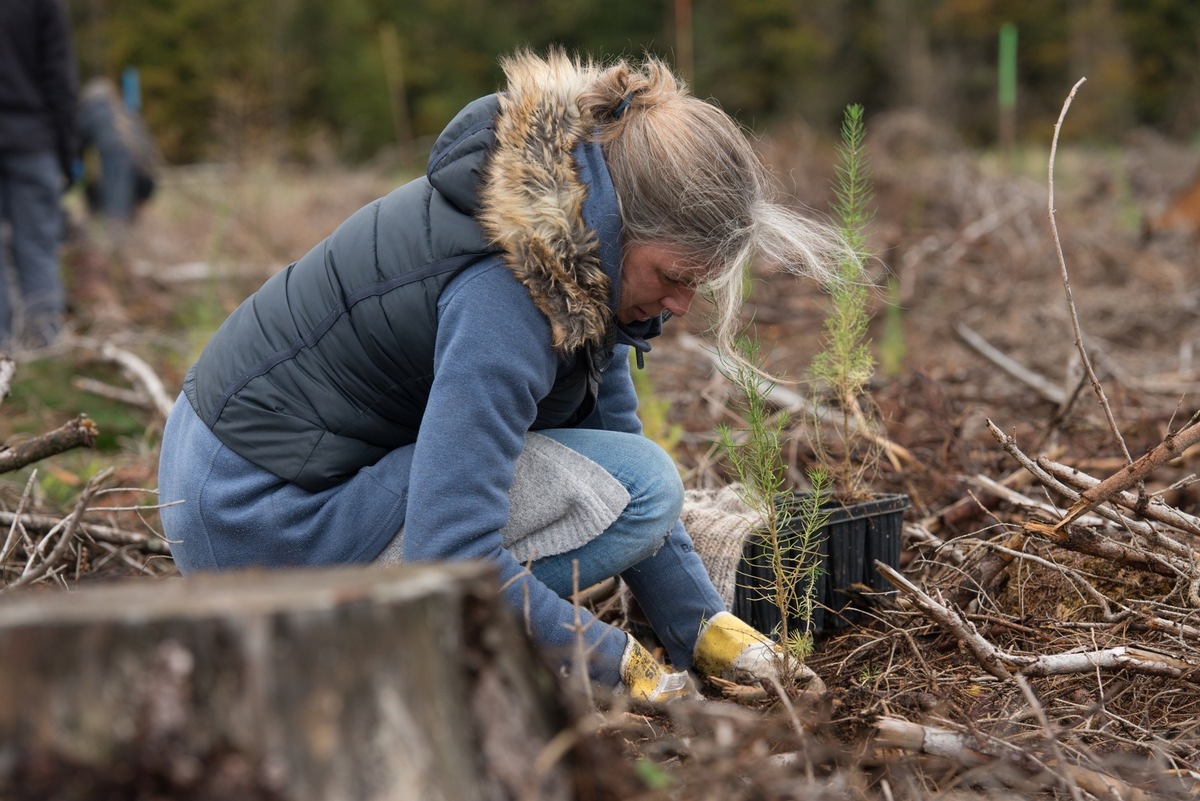 Freiwillige pflanzen zwei Wochen lang in Sangerhausen Bäume für den Wald von morgen