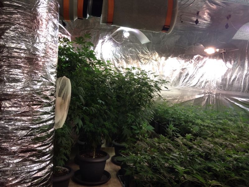 POL-H: Polizei findet Indoorplantage