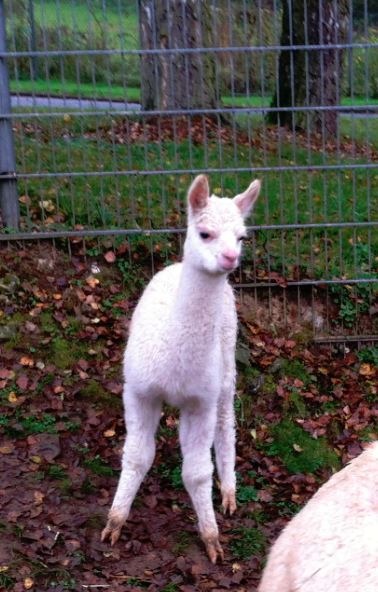 POL-GOE: (585/2014)  Wo ist &quot;Clementine?&quot; - Polizei Hann. Münden fahndet nach weißem Alpaka-Fohlen, Foto im Anhang