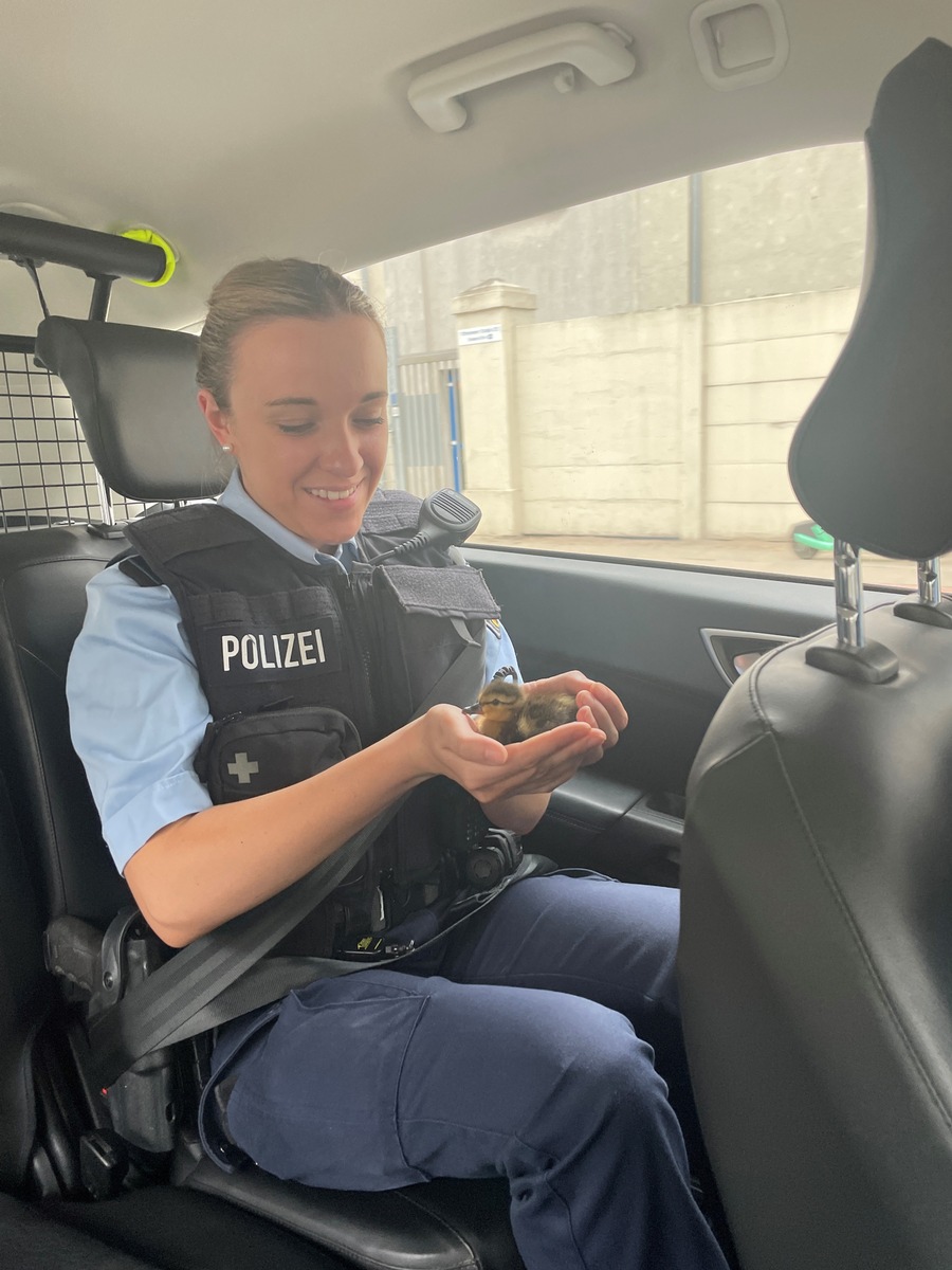 BPOL-HH: Fall 2: Tierischer Besuch im Bundespolizeirevier im Bahnhof Altona- Zwei niedliche Entenküken ohne &quot;Enten-Mutti&quot; unterwegs...