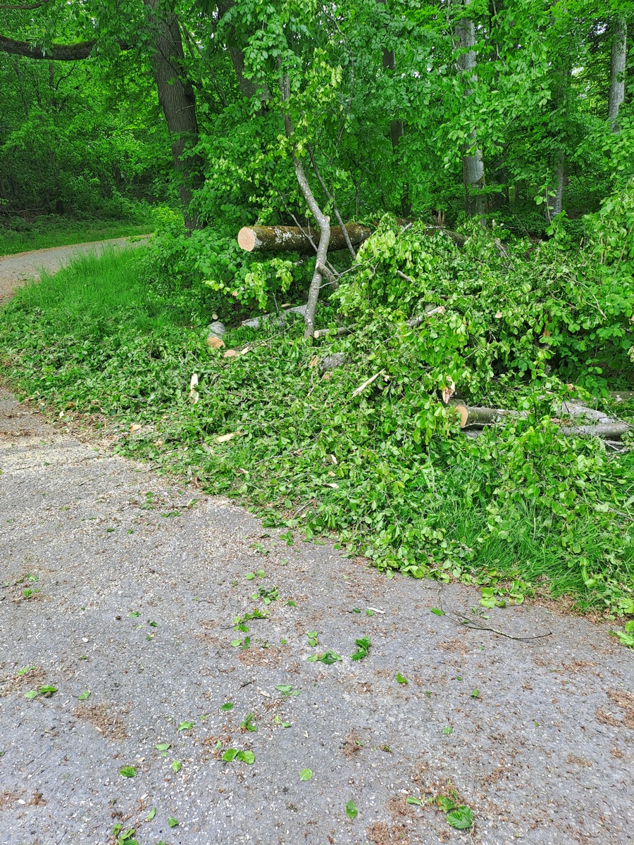 FW Stockach: Baum über Fahrbahn