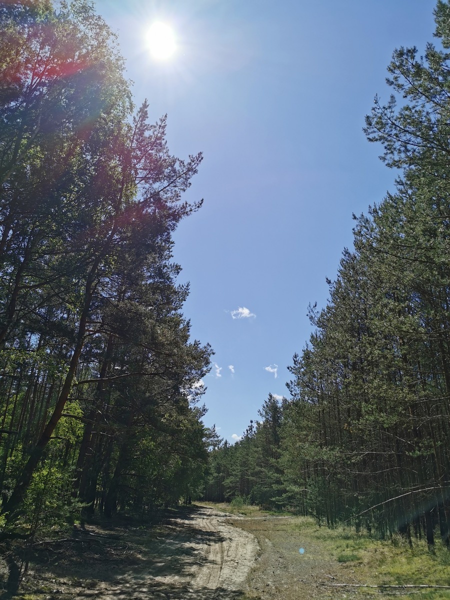 Waldbrandgefahr im DBU-Naturerbe Ueckermünder Heide