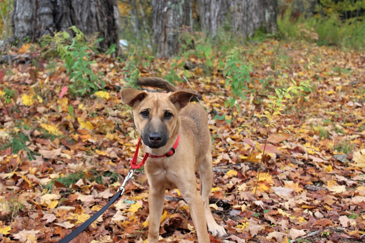 Jetzt wird&#039;s bunt: Mit Hund und Katze durch den Herbst  VIER PFOTEN gibt Tipps / mit denen Sie sicher und gut gelaunt in die dunklen Monate starten