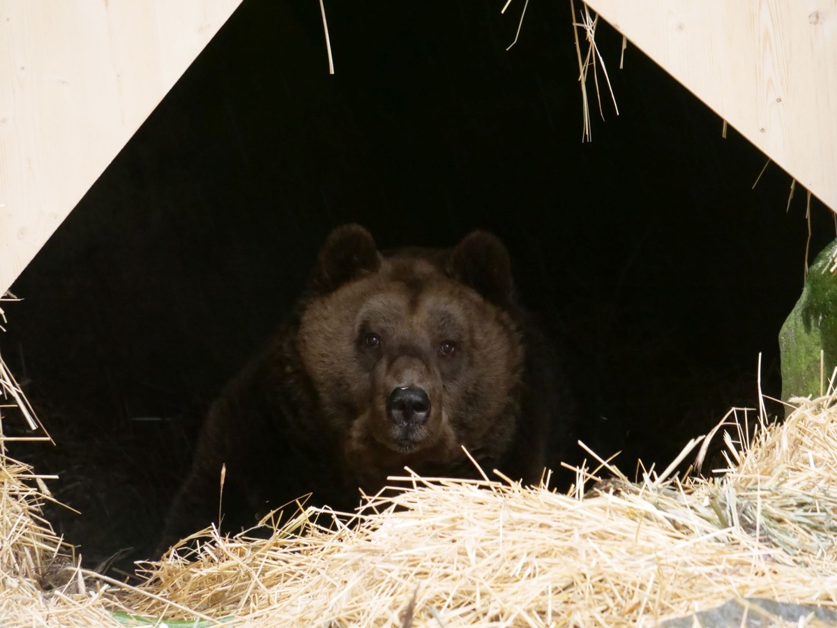 Le nouvel habitant Mark arrive avec des problèmes de santé à la FORÊT DES OURS d’Arbesbach gérée par QUATRE PATTES