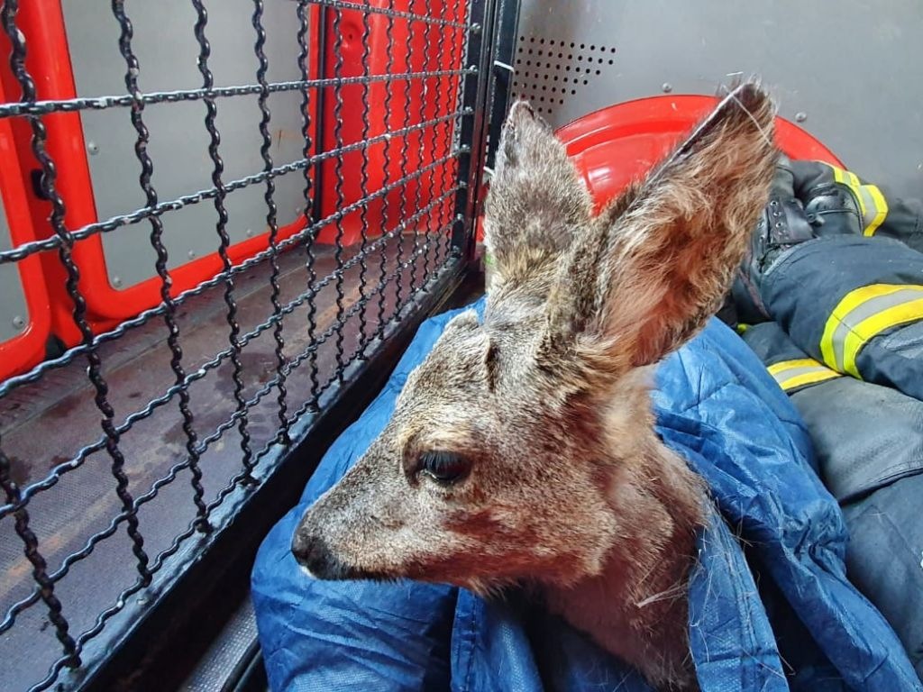 FW-MH: Feuerwehr rettet Reh aus misslicher Lage und wärmt einem Fischreiher die kalten Füße