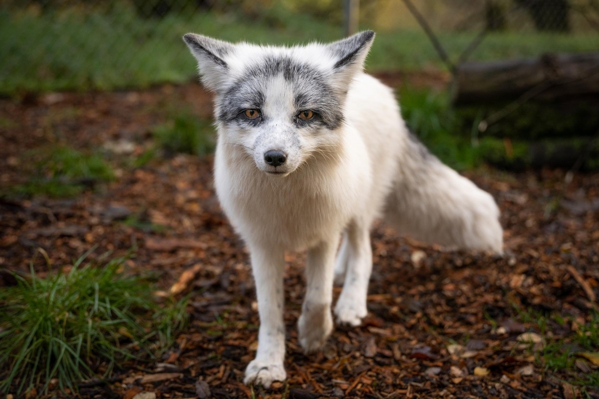 QUATRE PATTES recueille cinq animaux à fourrure dans son refuge pour animaux sauvages