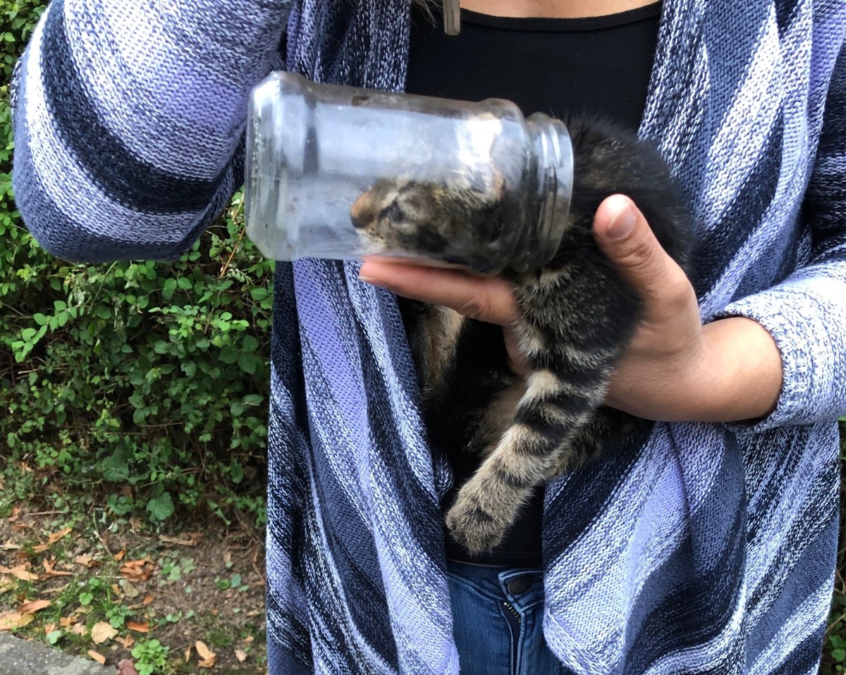 POL-SI: Katze im Glas - ein tierischer Polizeieinsatz -#polsiwi