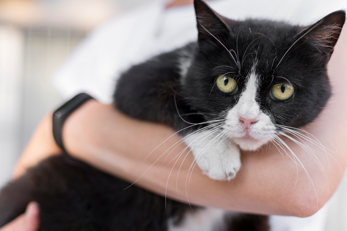 Spezielles Katzenfutter bei Reaktion auf Katzenallergene