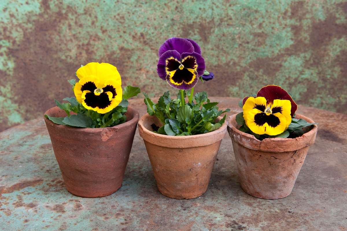 Der erste Akt auf Balkonien mit pflegeleichten Gartenblühern / Das farbenfrohe Frühlingsdebüt der Stiefmütterchen (BILD)