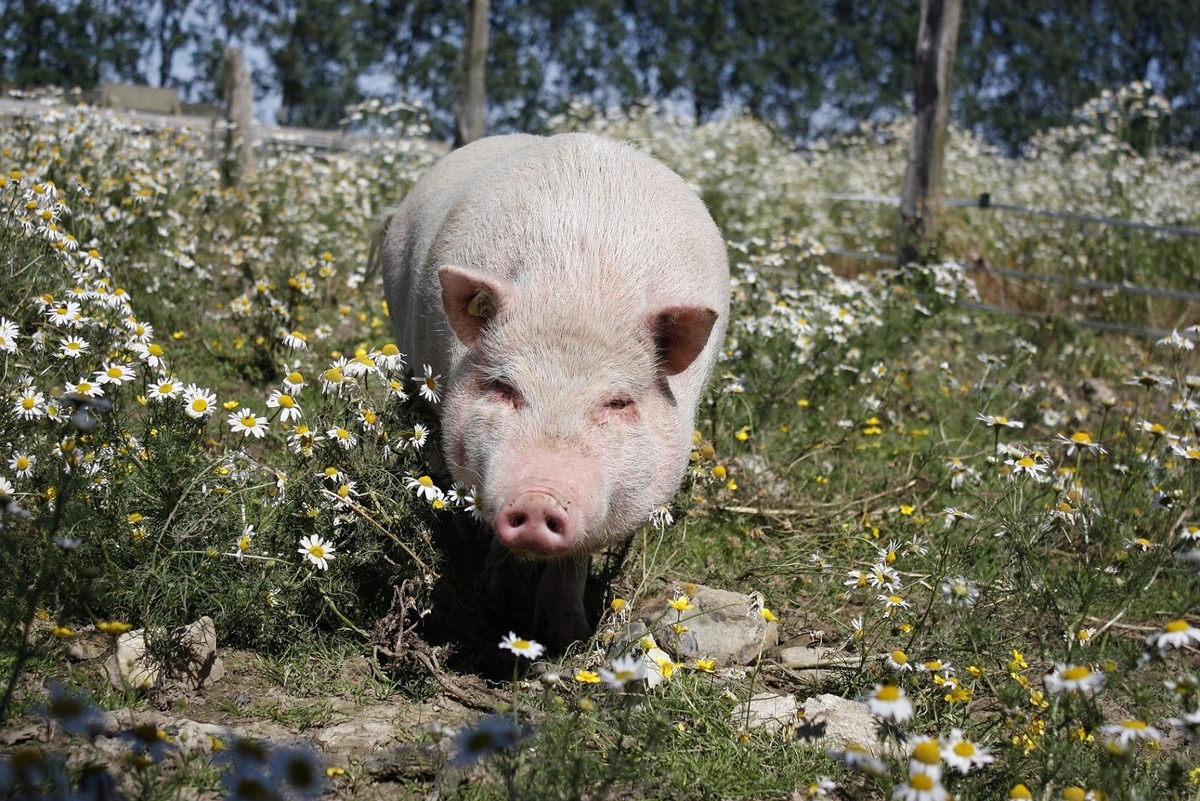 PM - Tierschutzzentrum Weidefeld für Besucher wieder geöffnet