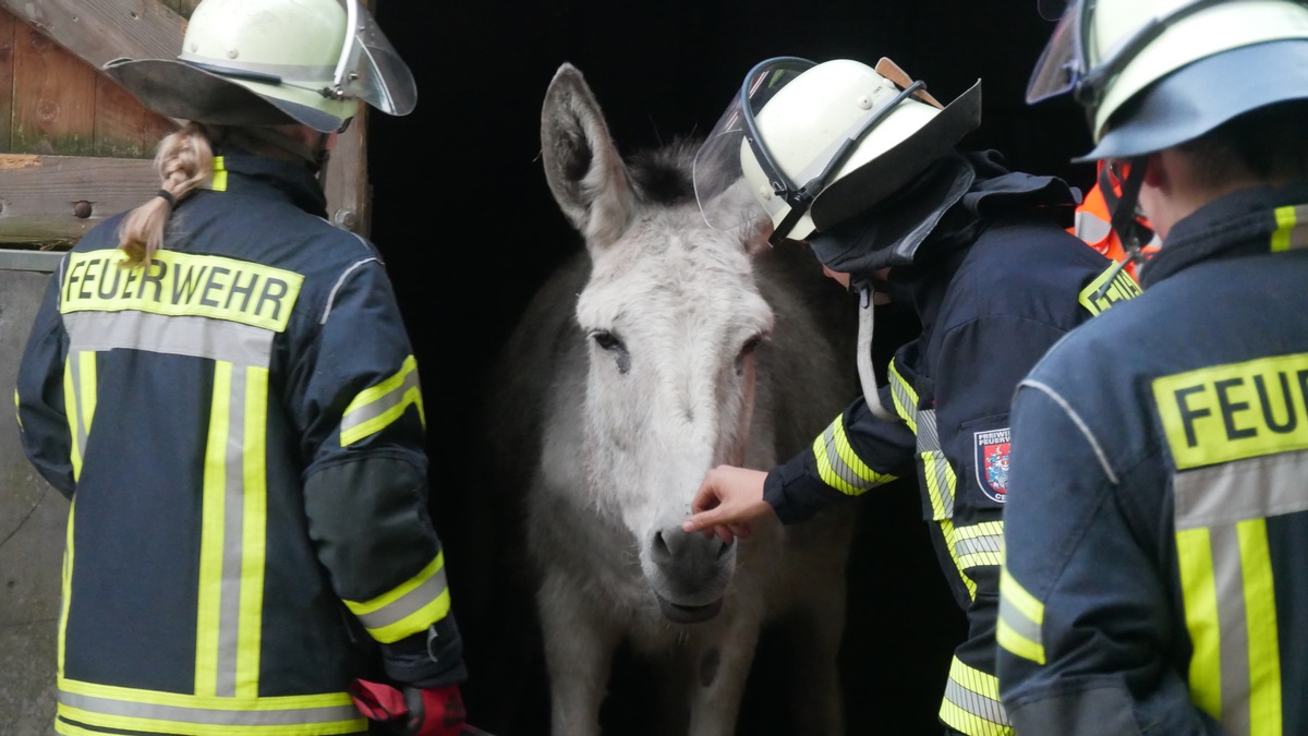 FW Celle: Celler Feuerwehr übt Tierrettung