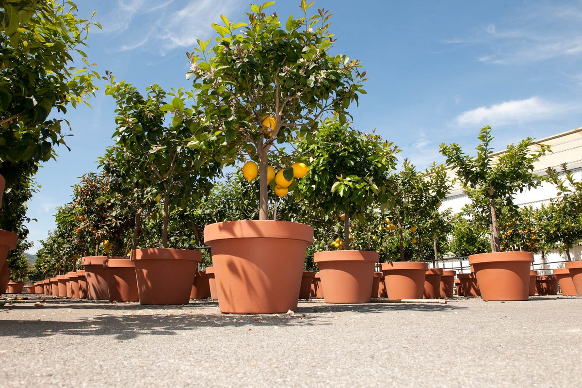 Belles plantes siciliennes sur les balcons de Suisse