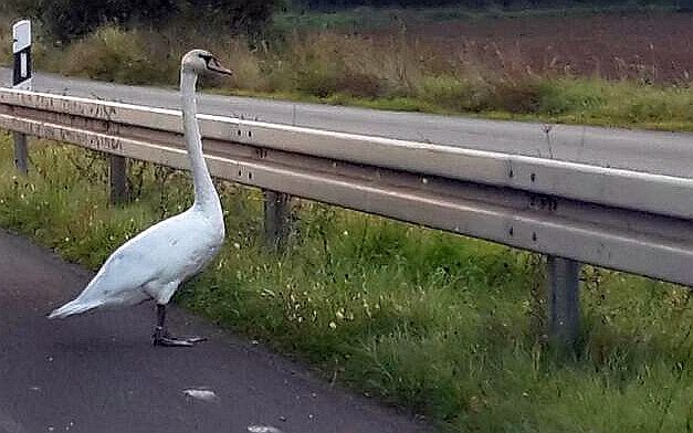 POL-F: 170927 - 1057 Bundesautobahn 661: Mein lieber Schwan...