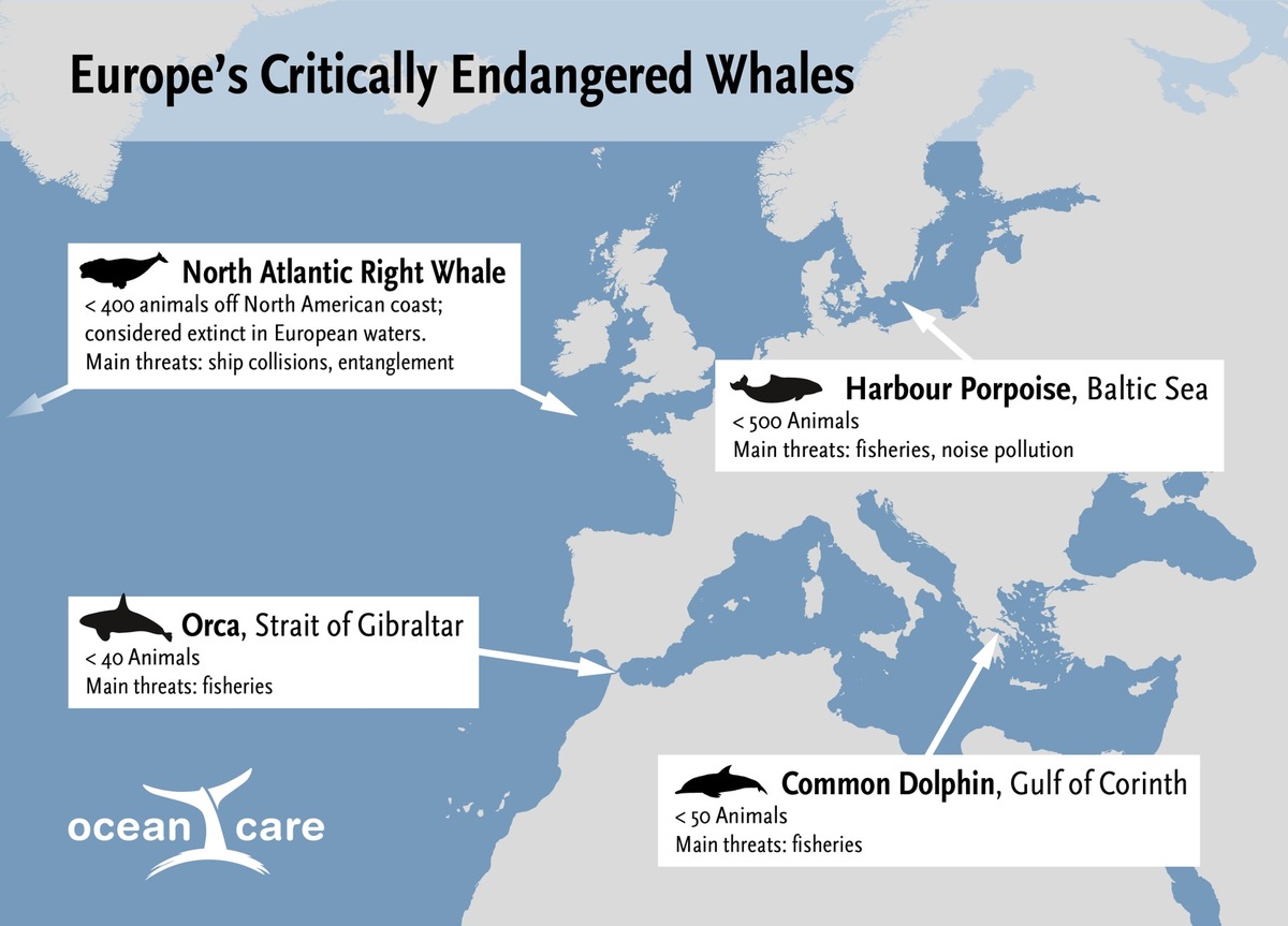 Scientists warn:  European whales and dolphins “Under Pressure” of extinction