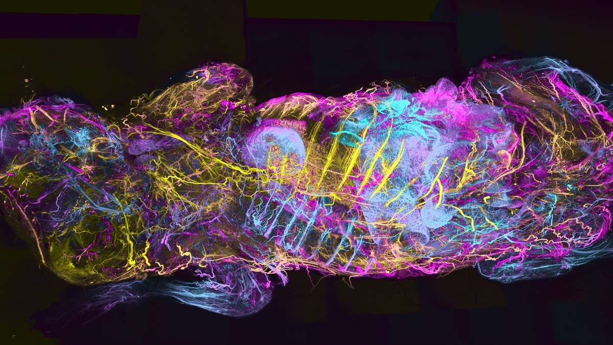 WildDISCO: Visualizing Whole Bodies in Unprecedented Detail