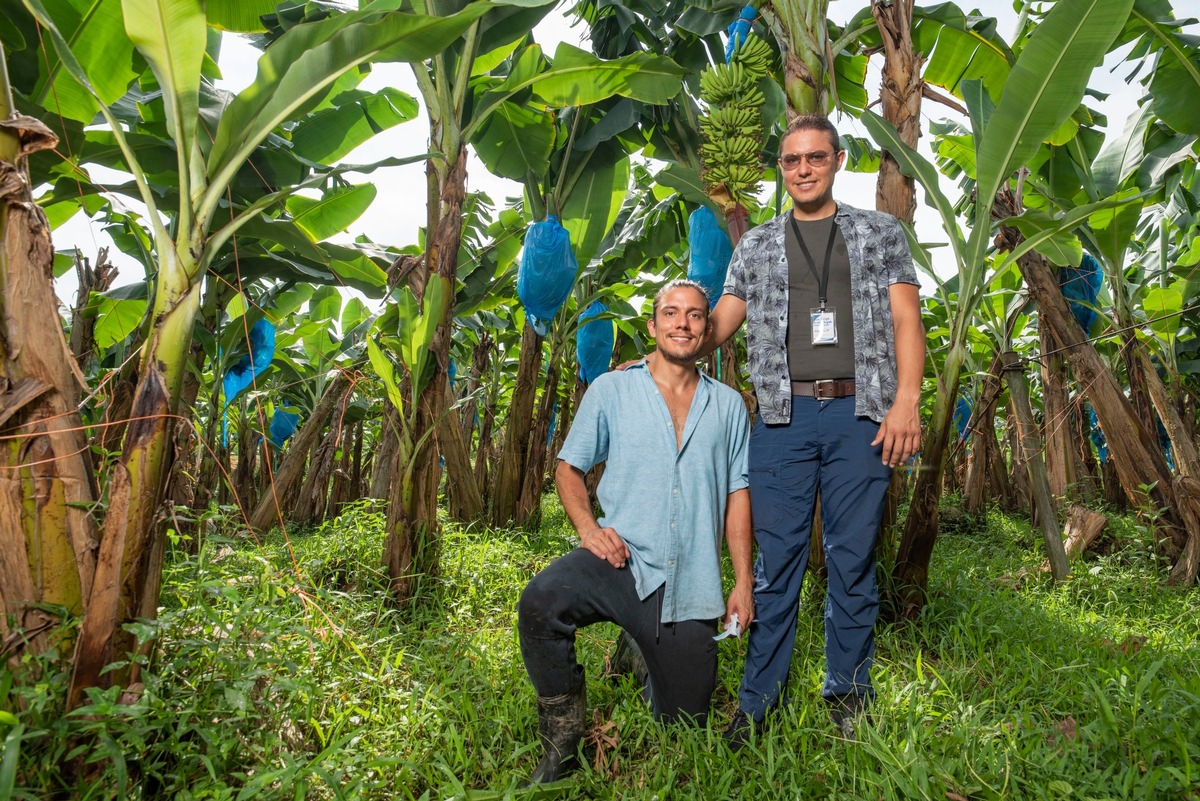 Gelbes Gold: Bananen und Ananas für Biologische Vielfalt