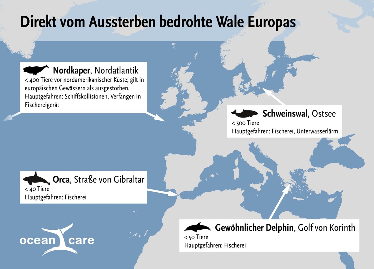 Wissenschaftler warnen: Europas Wale und Delphine vom Aussterben bedroht