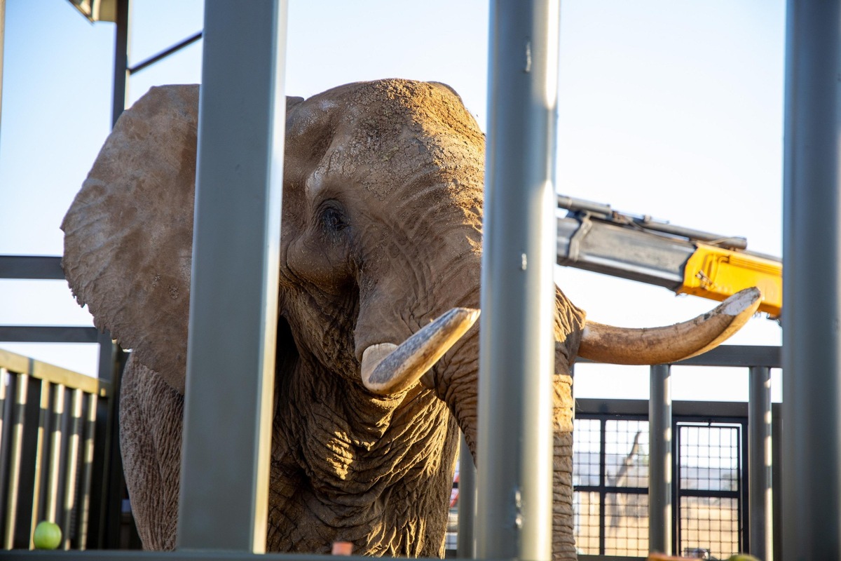 Südafrika: Freiheit für Elefant Charley