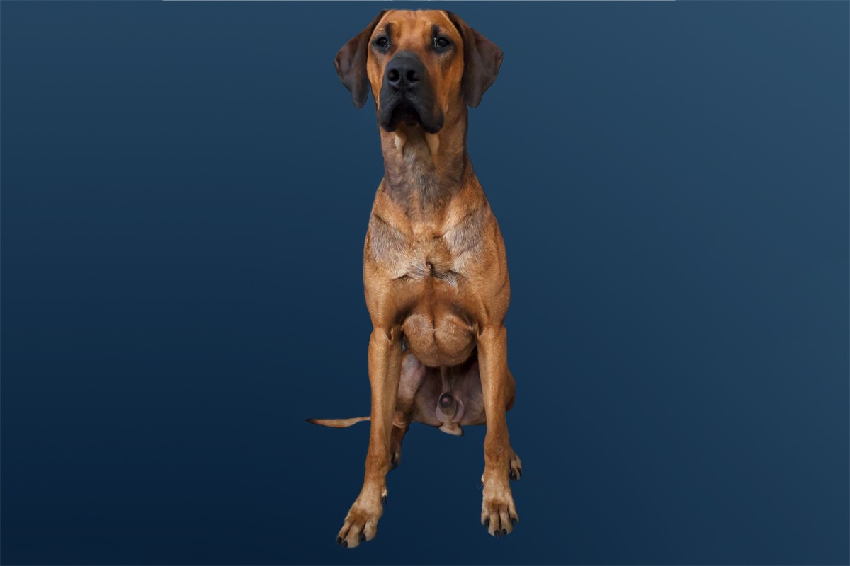 POL-LDK: Wo ist Simba? - Rhodesian Ridgeback in Wetzlar-Naunheim gestohlen