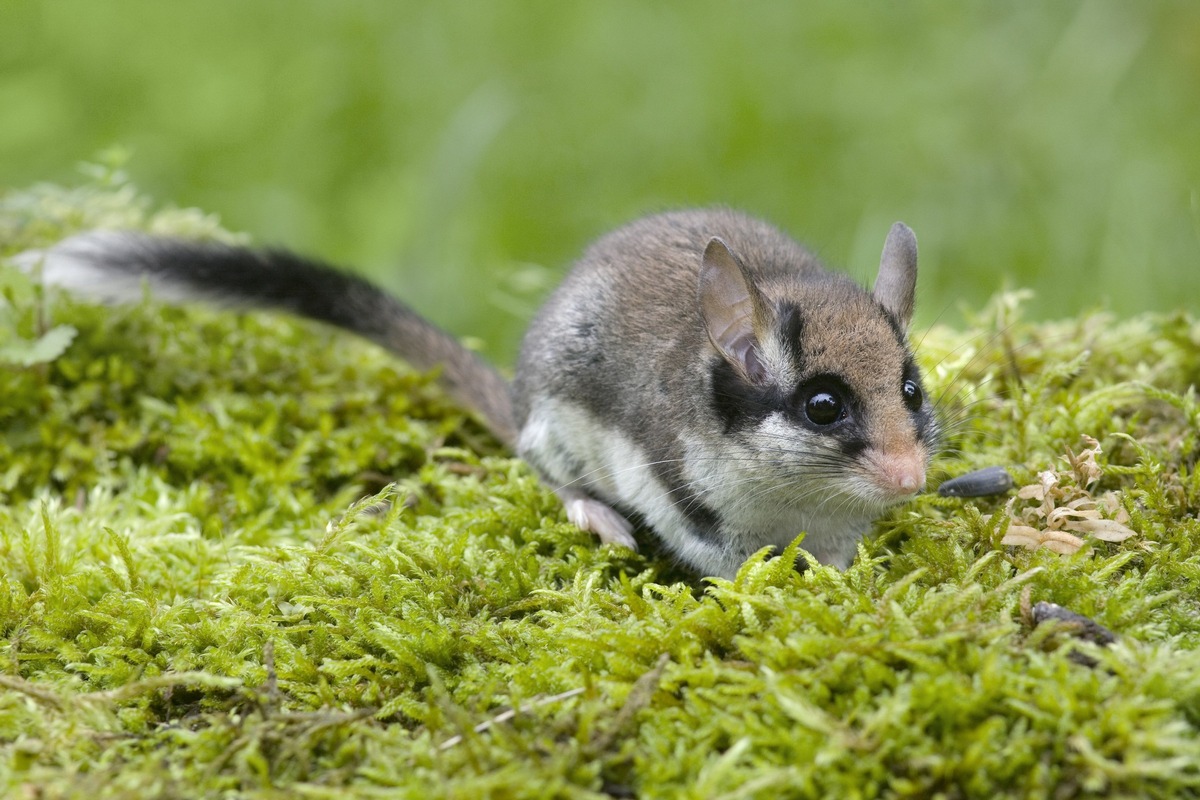 ++ Pestizide vergiften Gartenschläfer – Das Tier des Jahres 2023 ist auch durch Gifte stark gefährdet – #BesserOhneGift ++