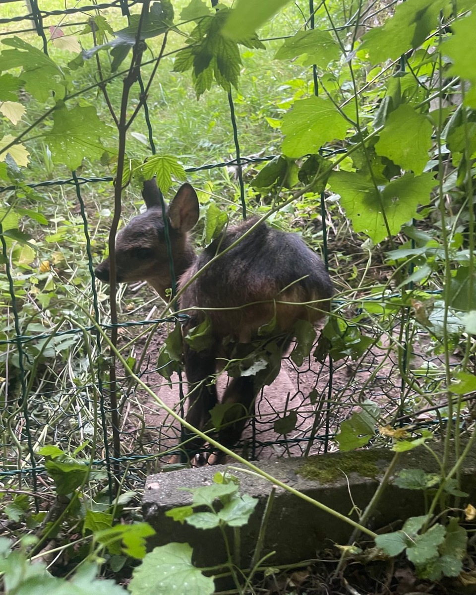 FW-DT: Tierische Rettung &amp; Brandmeldeanlage