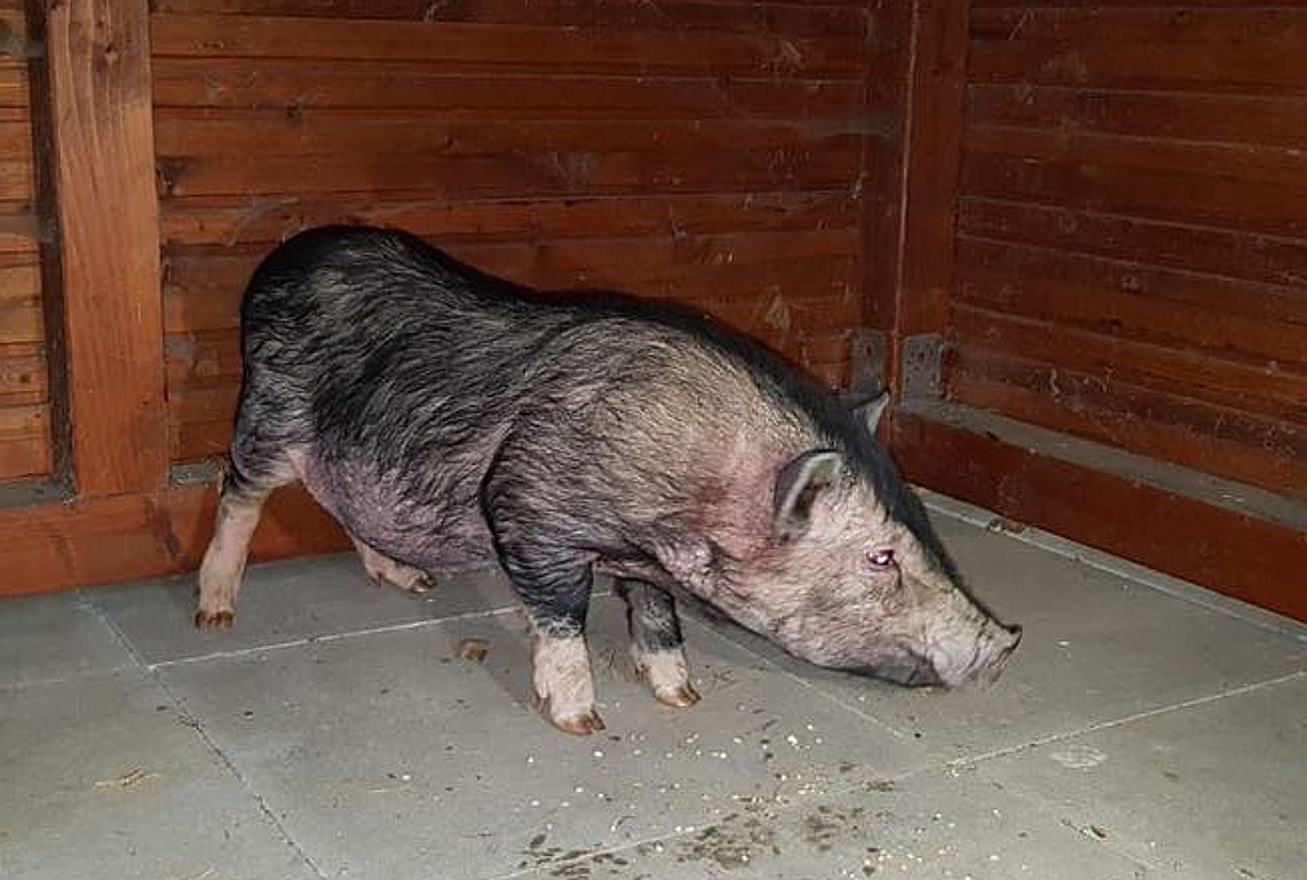 POL-HM: Nachtrag zu unserer Meldung &quot;Hängebauchschwein aufgefunden - Wer kennt den Besitzer?&quot;: Foto hinzugefügt