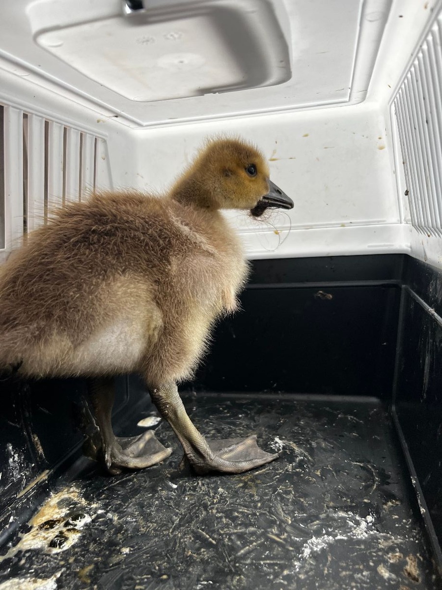 FW-EN: Tierisches Wochenende und Person im Aufzug