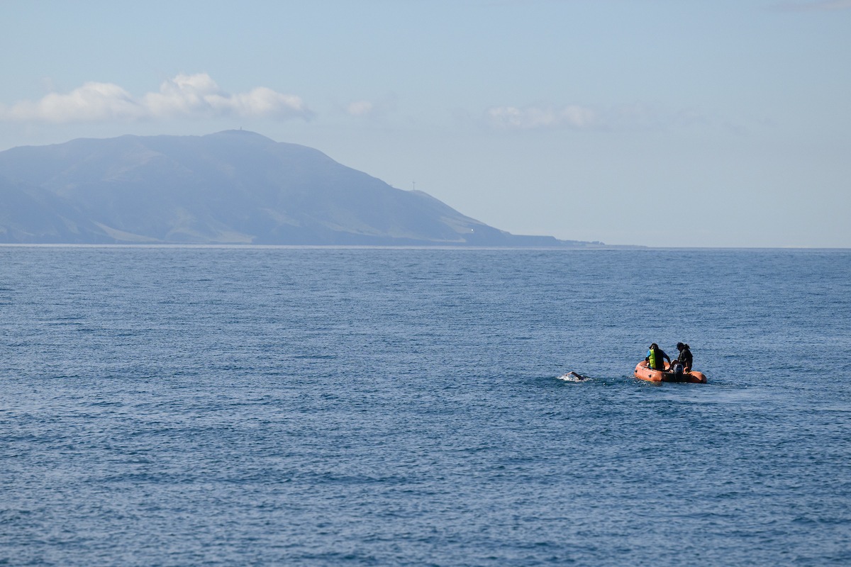 Nathalie Pohl is the first German woman to cross New Zealand&#039;s Cook Strait / Extreme swimmer braves the forces of nature