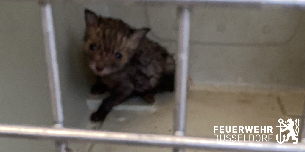 FW-D: Fuchsbaby saß im Garten fest - Feuerwehr brachte den erschöpften Vierbeiner in eine Tierklinik