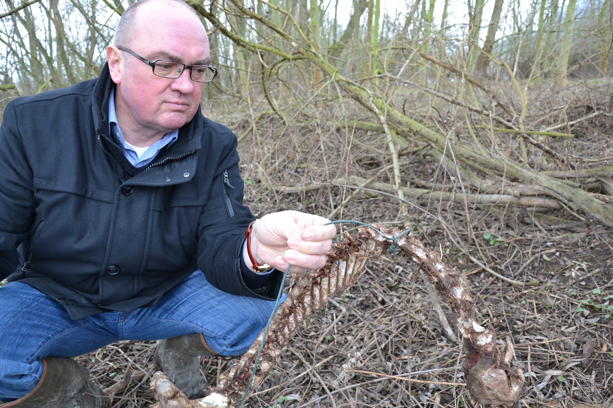 POL-HOL: Gemarkung Heinsen - zwischen Nabu-Teich und Weser: Grausiger Fall von Jagdwilderei - Reh in Drahtschlinge verendet -