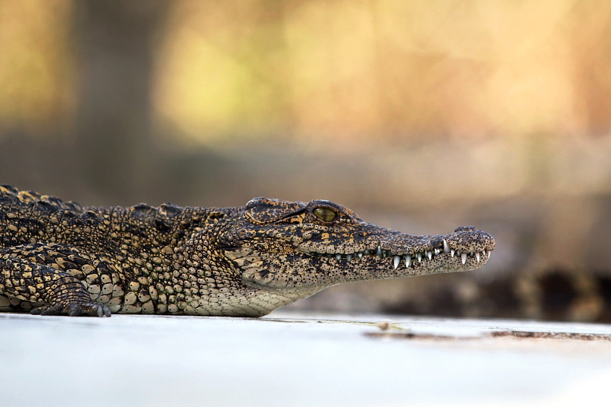 Im Einsatz für das Kubakrokodil: 
3sat-Dokumentation über das bedrohte Reptil