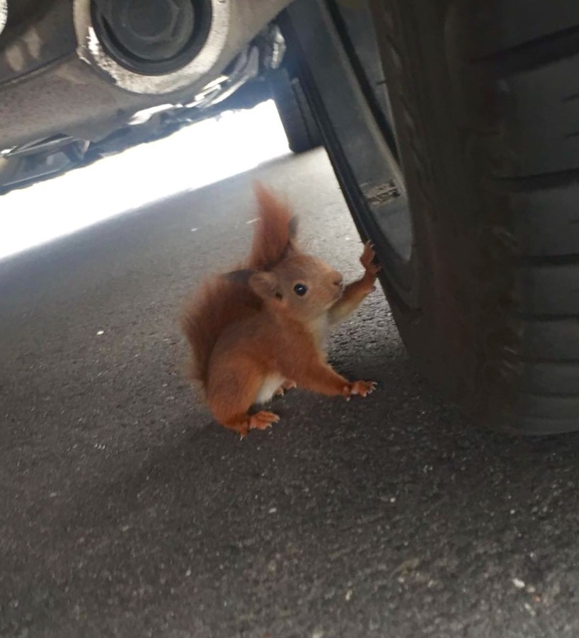 POL-REK: Platzverweis für Eichhörnchen - Pulheim