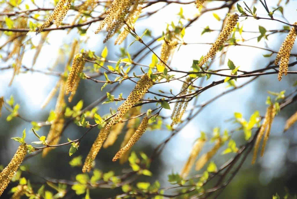 Communiqué de presse: Le bouleau fleurit et produit une quantité particulièrement élevée de pollen