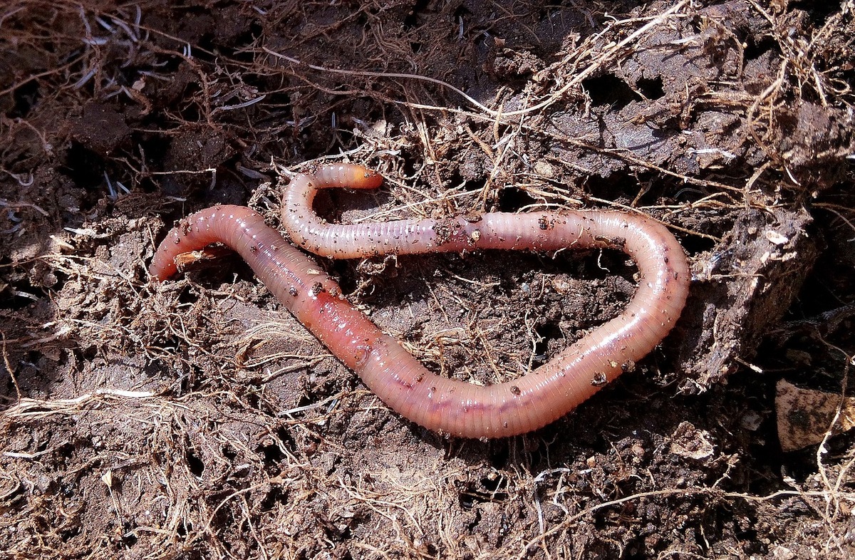 ++ Da ist der Wurm drin: Regenwürmer leisten viel für Mensch und Natur – Tag des Regenwurms: Pestizide, Gülle, Verdichtung machen ihm zu schaffen | BUND-Spezial Boden ++