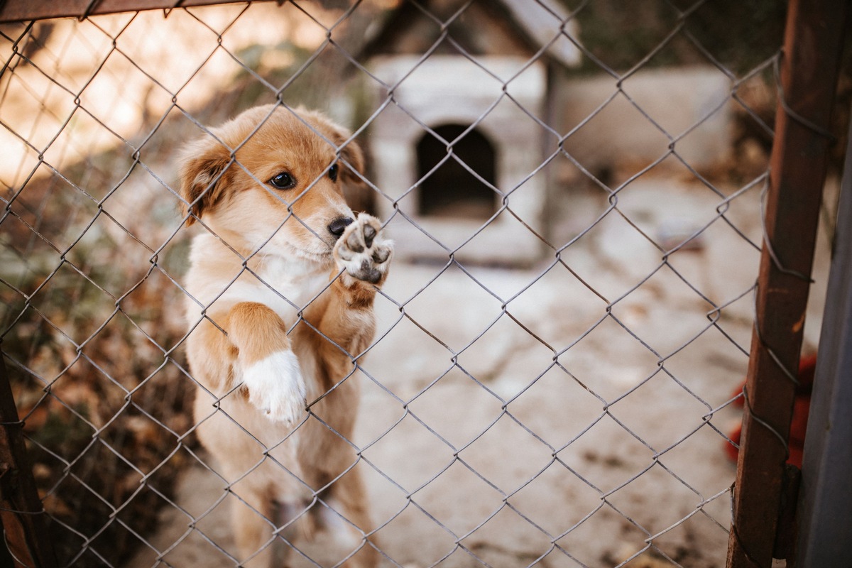 Import von Hunden - Tierschutz oder Geschäft? / Julia Klöckner mahnt: Tiere gibt es nicht zum Schnäppchenpreis