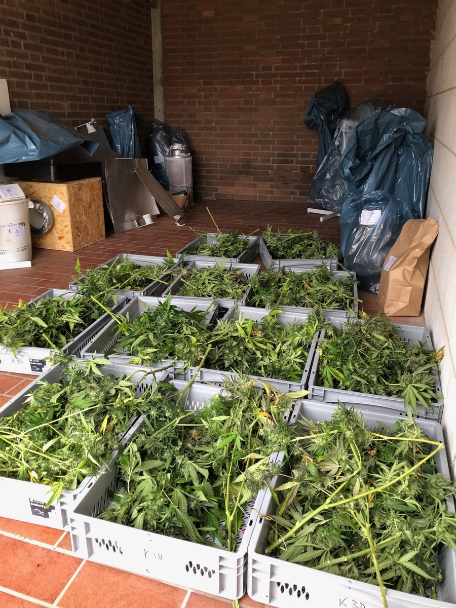 POL-OH: Cannabis-Plantage ausgehoben (Foto in my news aktuell)