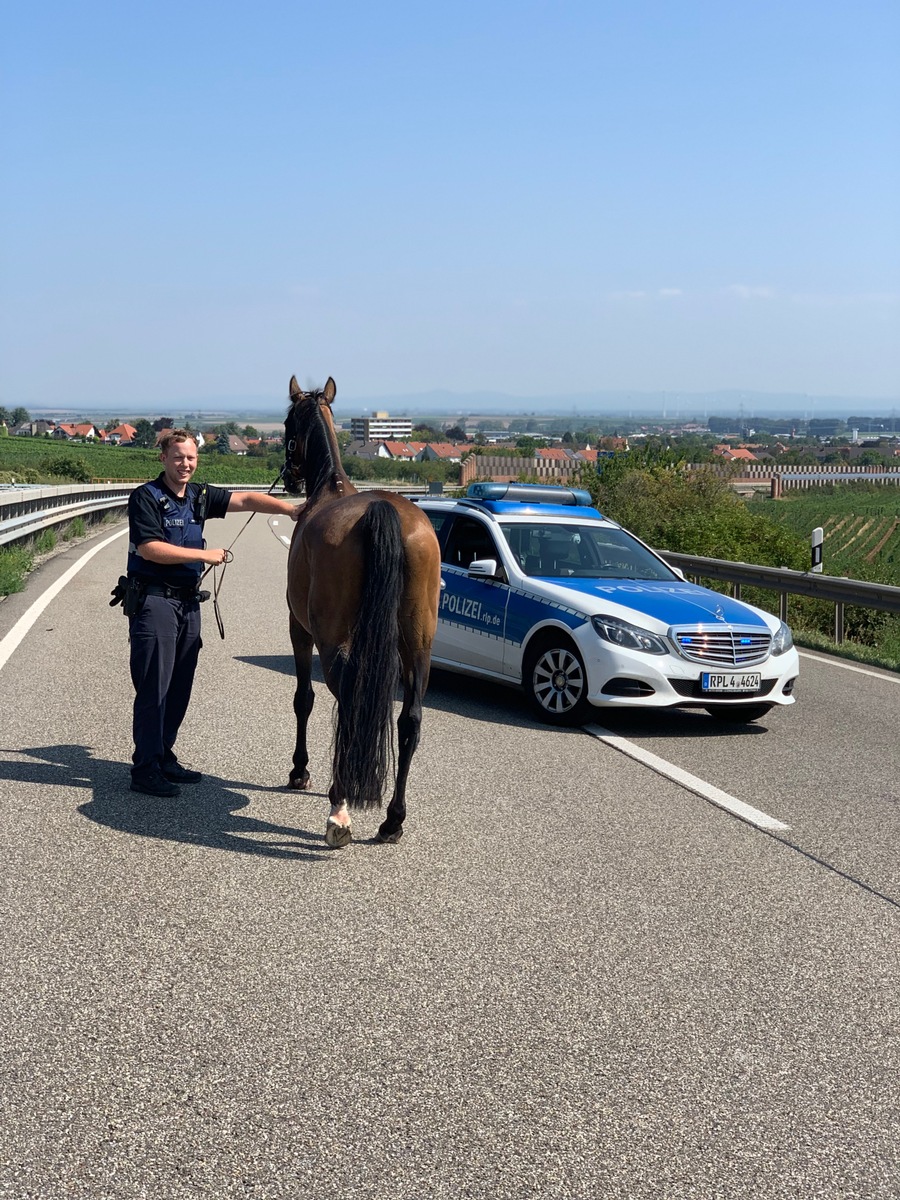 POL-PDNW: Freilaufendes Pferd auf der A6