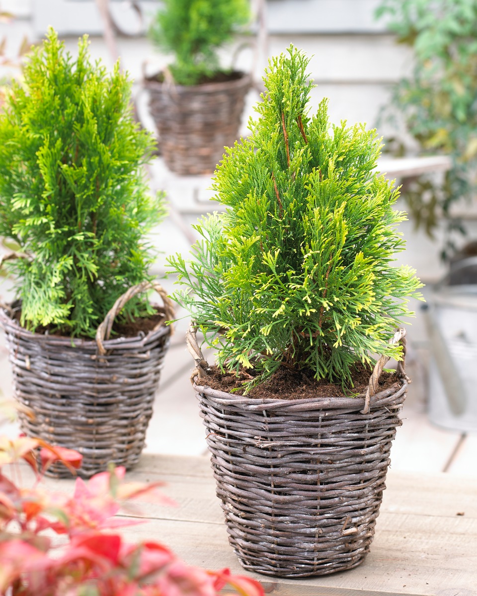 Satte Grüntöne schmücken ganzjährig jeden Wintergarten / Immergrüne Alleskönnerin: Die Thuja