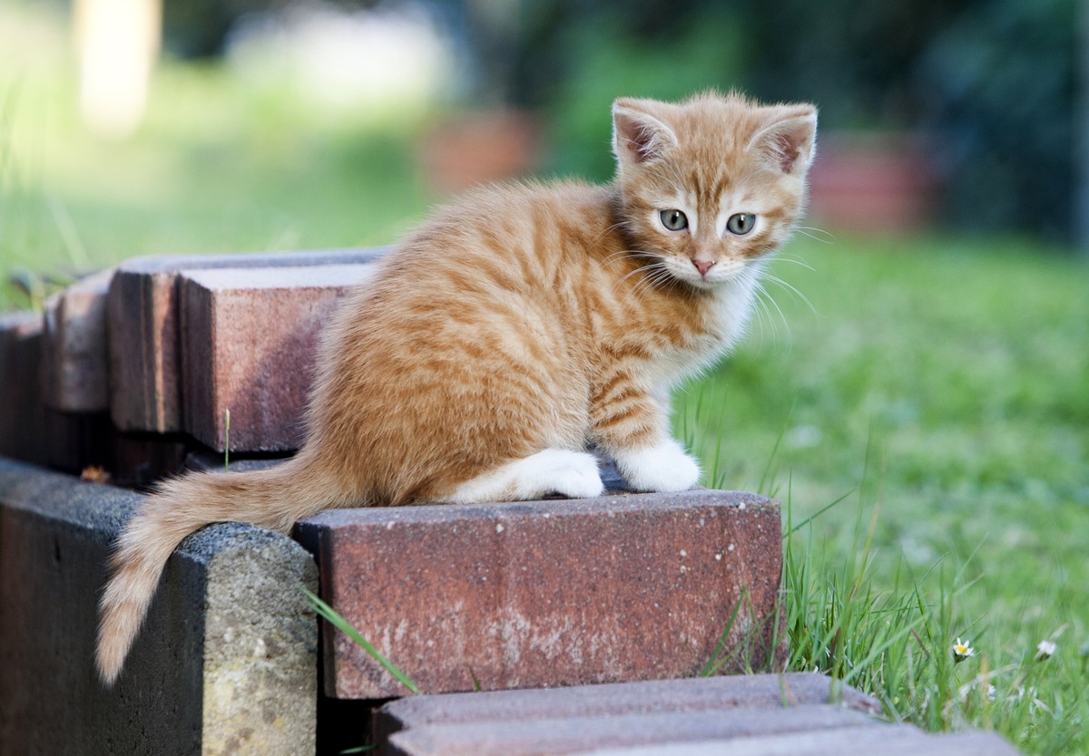 Junge Katzen impfen und vor Krankheiten schützen