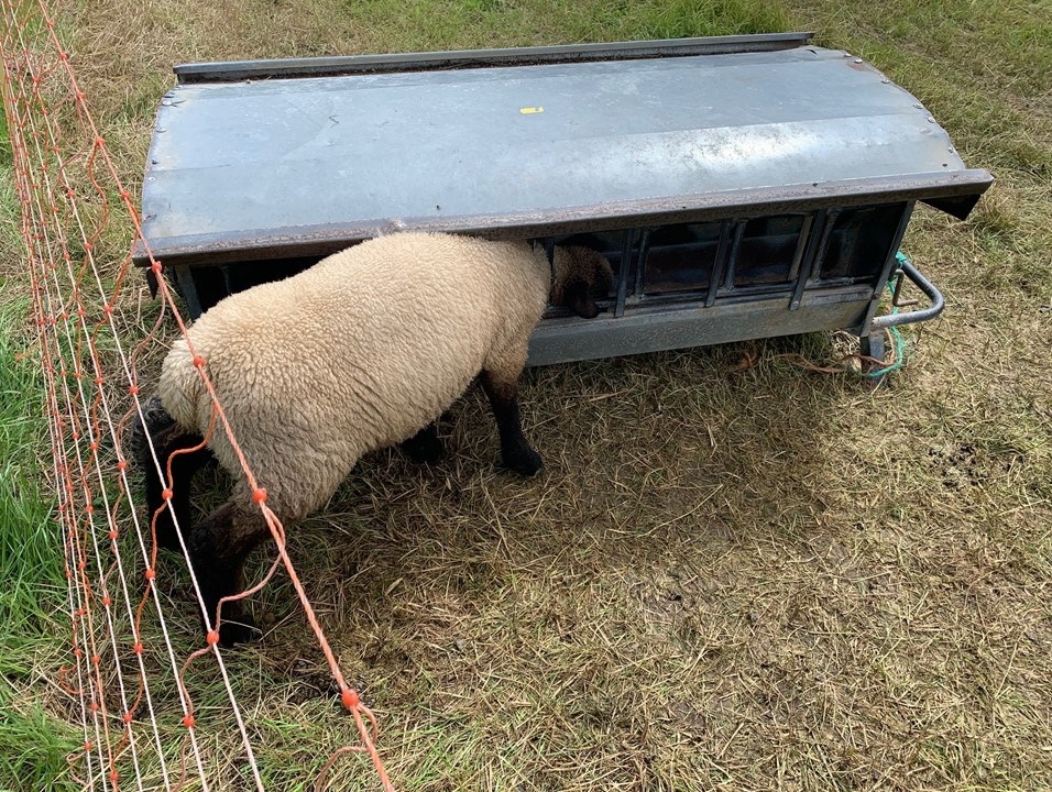 FW-DO: Tierrettung in Scharnhorst // Schaf in Futterstelle eingeklemmt